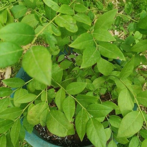 Vaccinium corymbosum Blad