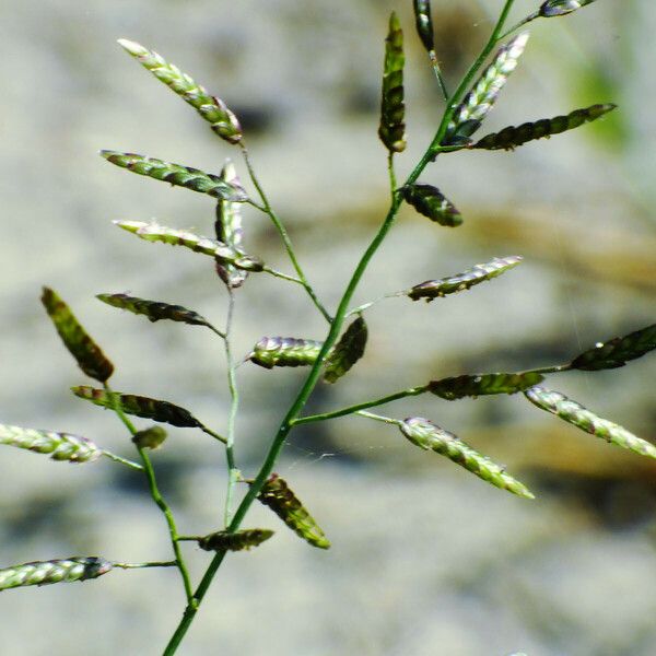 Eragrostis minor Blüte