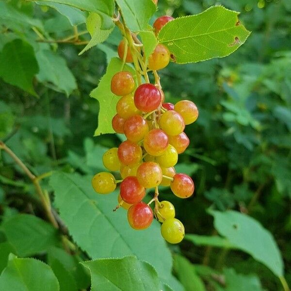 Prunus virginiana Froito