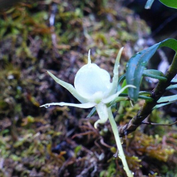 Angraecum expansum फूल
