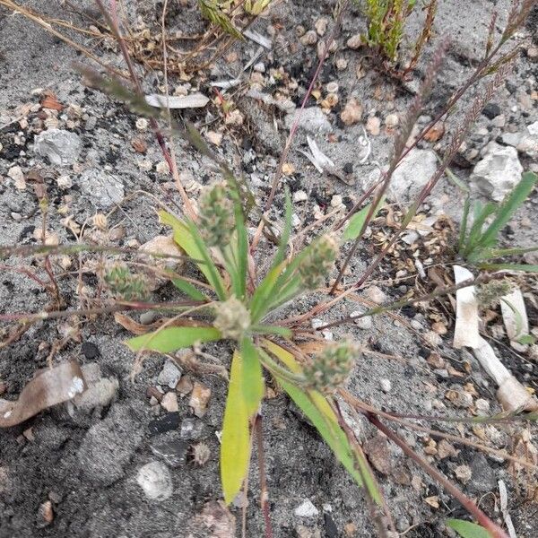 Plantago bellardii Flors