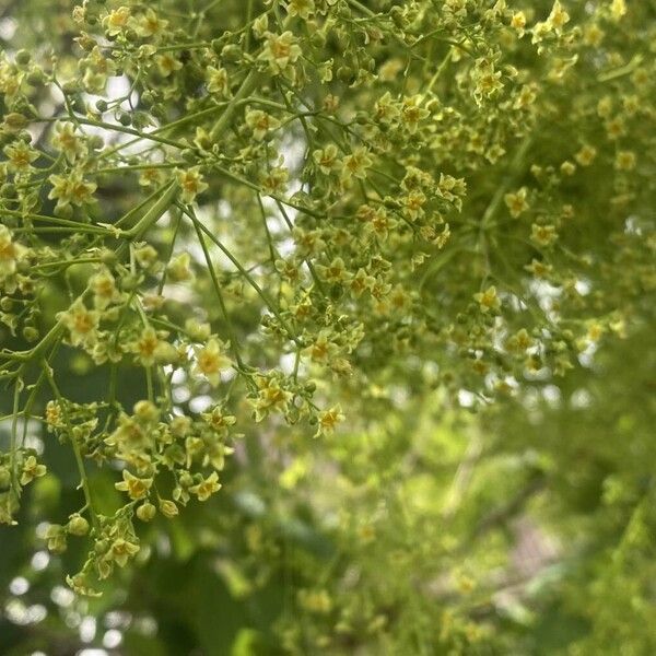 Cotinus obovatus Çiçek