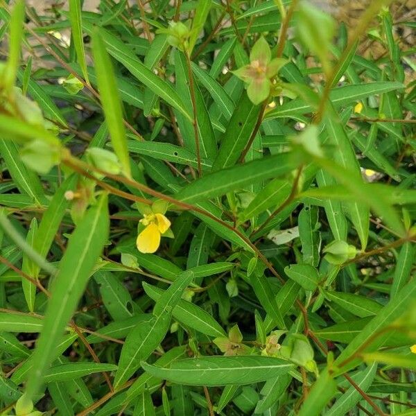 Ludwigia alternifolia List