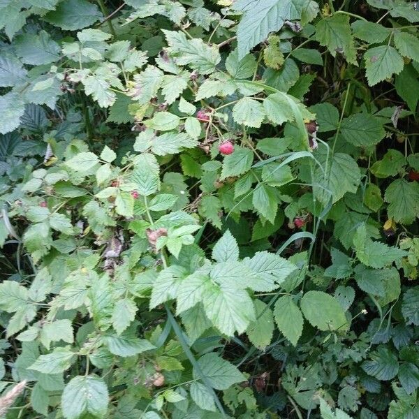 Rubus idaeus Habit