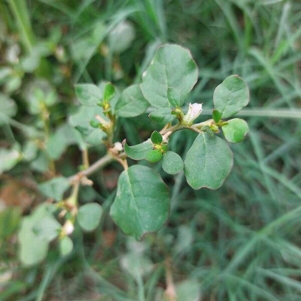 Trianthema portulacastrum 花