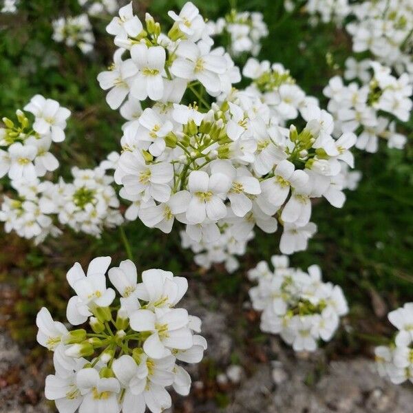 Iberis sempervirens Floare