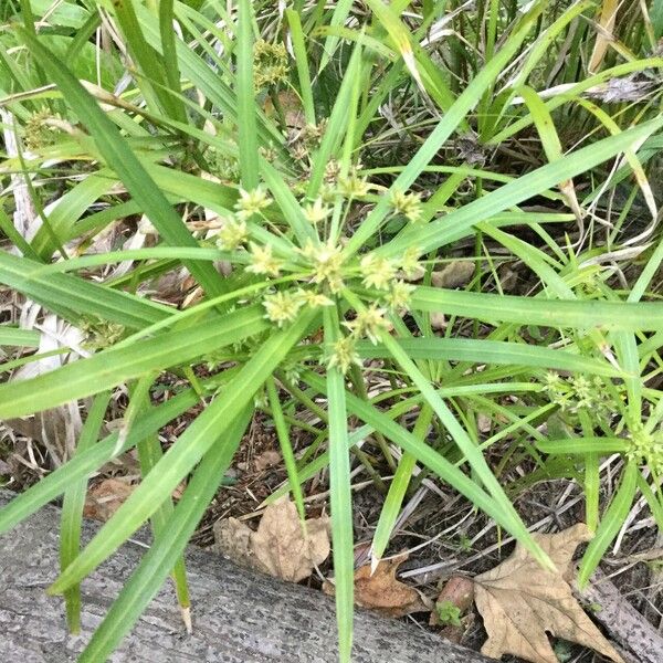 Cyperus alterniflorus Yaprak