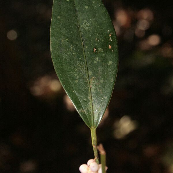 Anthurium obtusum Лист