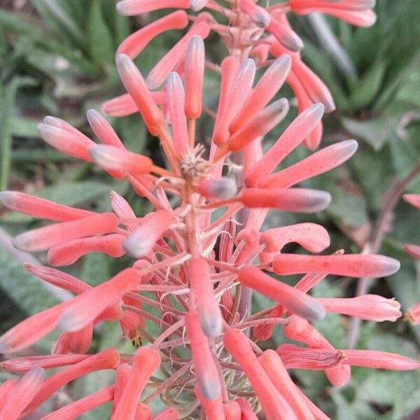 Aloe microstigma Кветка