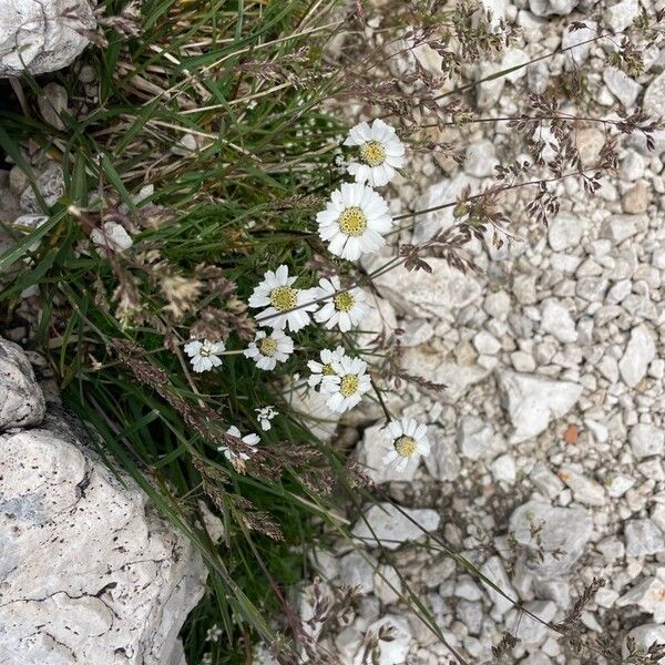 Achillea barrelieri Flor