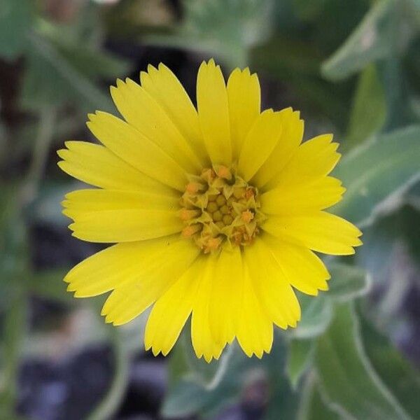 Calendula arvensis Цветок