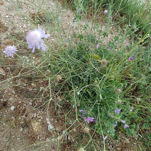 Knautia integrifolia Costuma