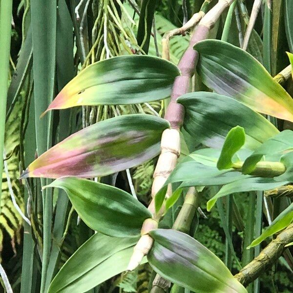 Dendrobium victoriae-reginae 整株植物