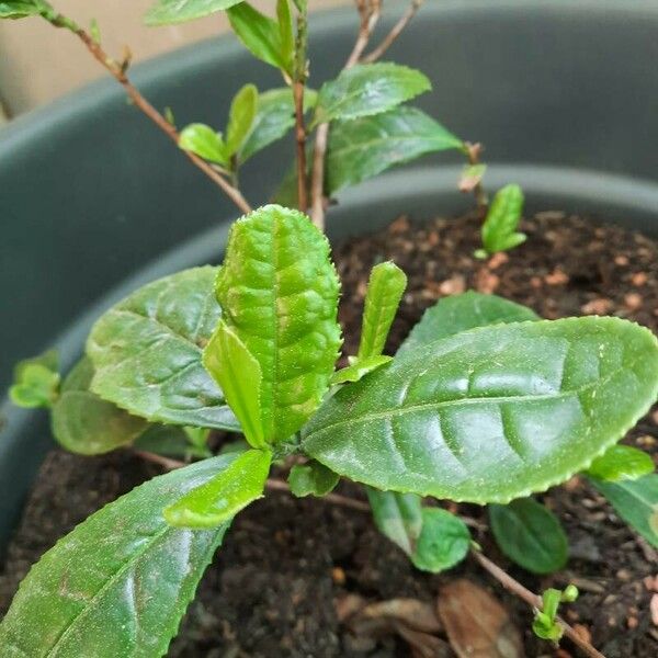 Camellia sinensis Leaf