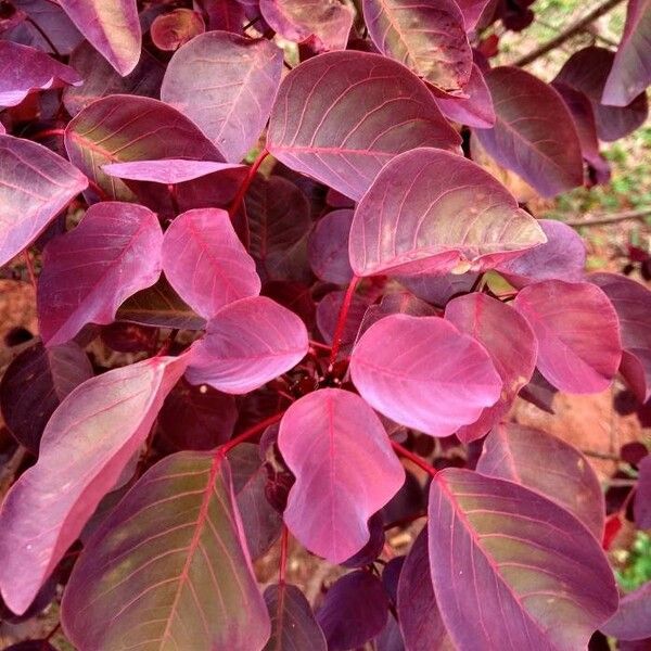 Euphorbia cotinifolia ഇല