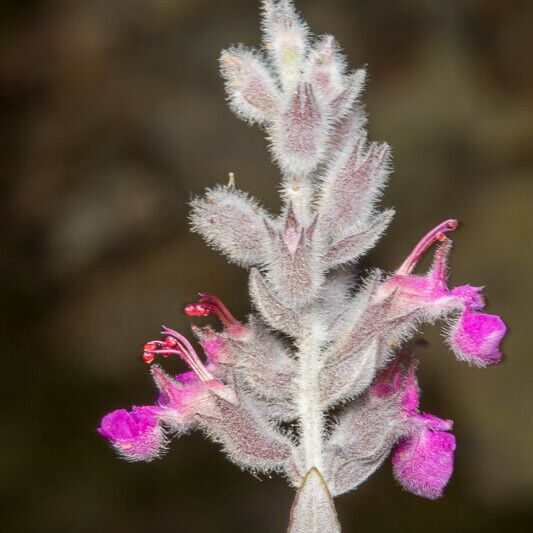 Teucrium marum Casca