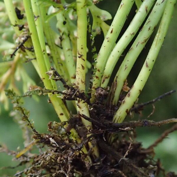 Asplenium theciferum Outro