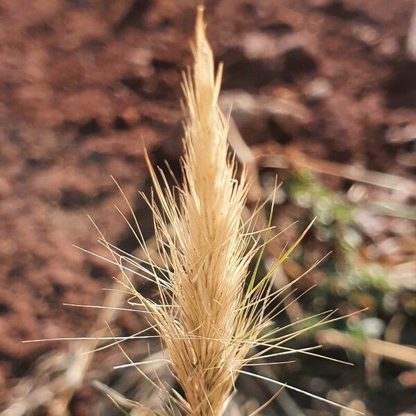 Aristida adoensis फल