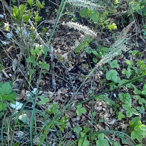 Carex flacca Habitatea