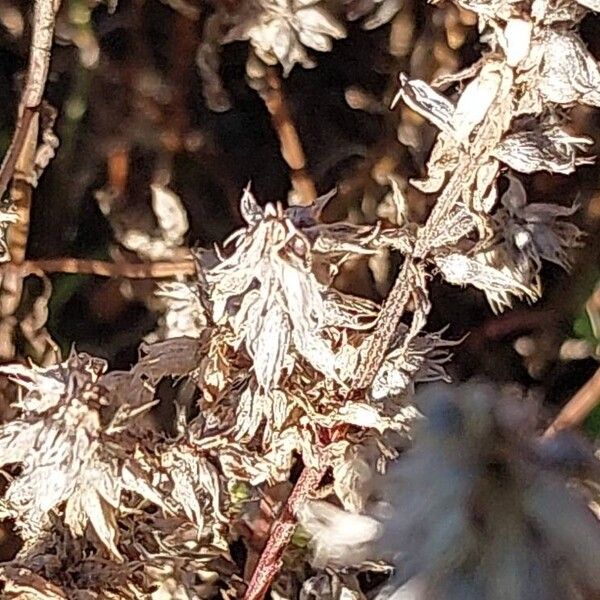 Stachys annua Fruit