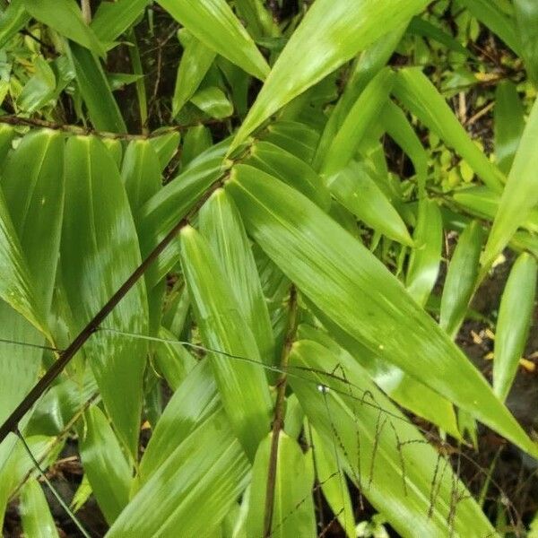 Thysanolaena latifolia 葉