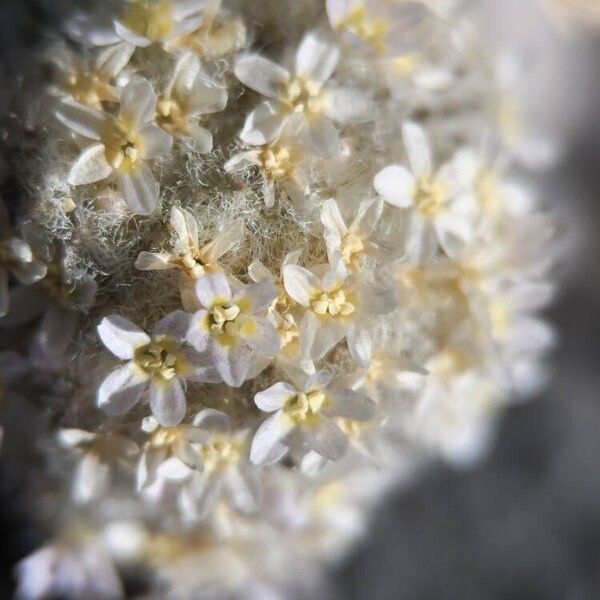 Ipomopsis congesta Flor