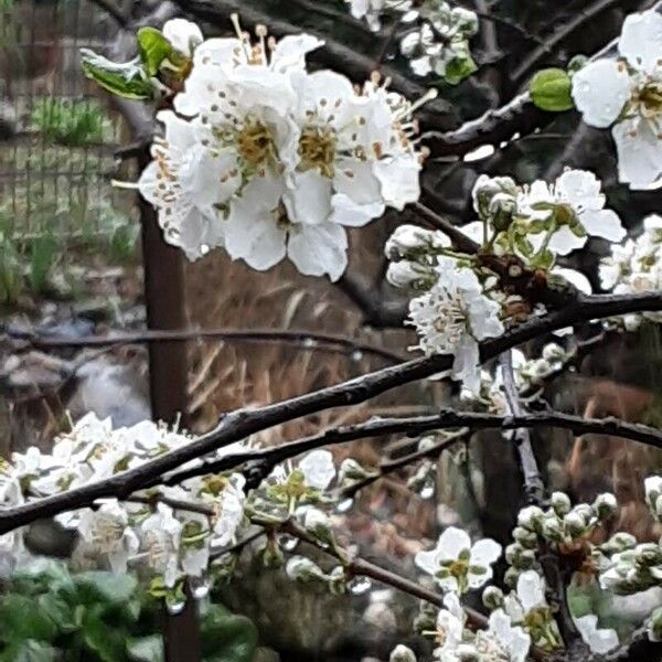 Prunus salicina Flor