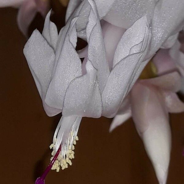 Schlumbergera truncata പുഷ്പം