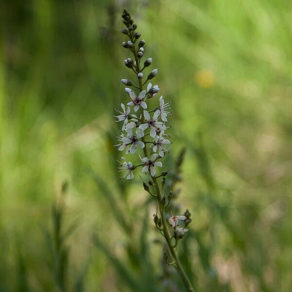 Lysimachia ephemerum Fiore