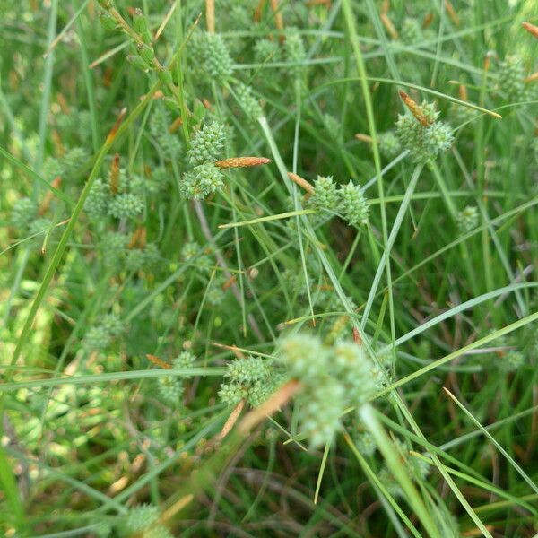 Carex extensa Fleur