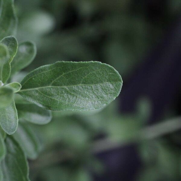 Salvia × jamensis Fuelha