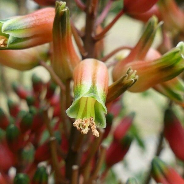 Aloe macra Kvet