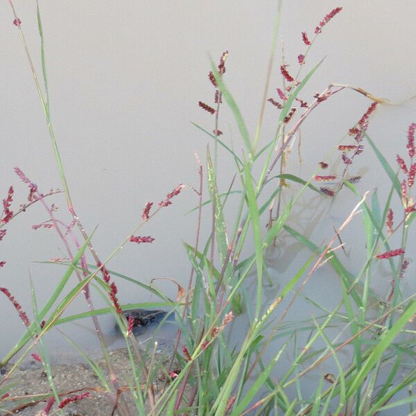 Echinochloa colonum Bloem