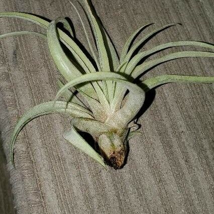 Tillandsia paucifolia Frunză