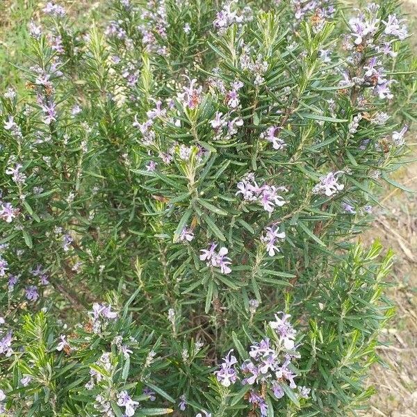 Salvia rosmarinus Агульны выгляд