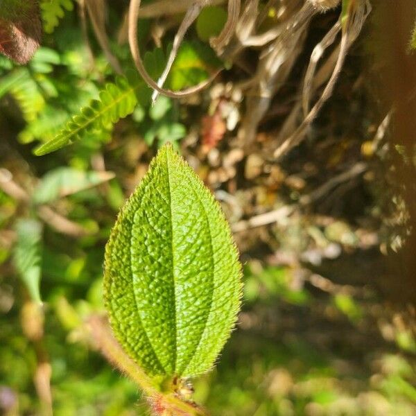 Rhexia virginica Leaf