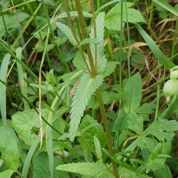 Rhinanthus minor ᱥᱟᱠᱟᱢ