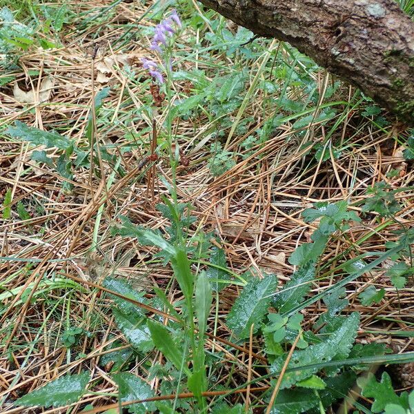 Lobelia urens Habitatea