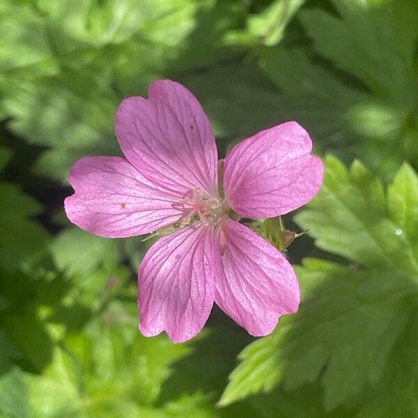 Geranium endressii Flower