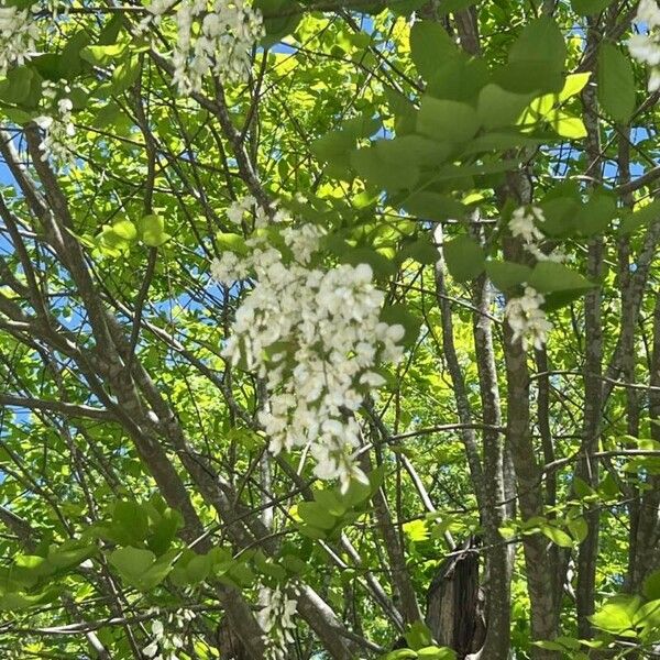 Cladrastis kentukea Blomma