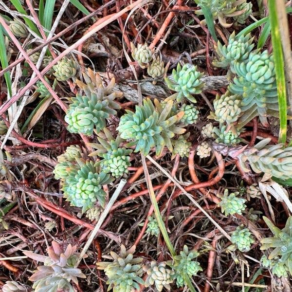 Petrosedum rupestre Habitatea