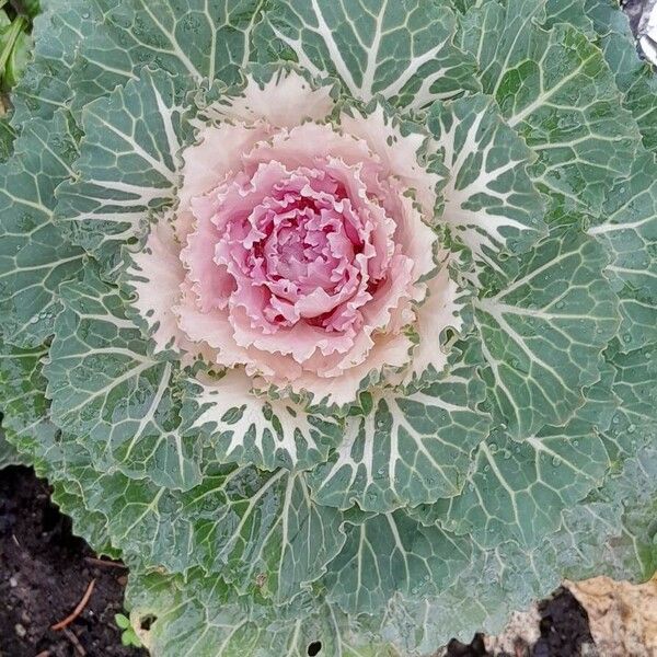 Brassica oleracea Hábito