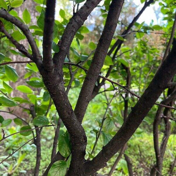 Cotoneaster acutifolius Bark