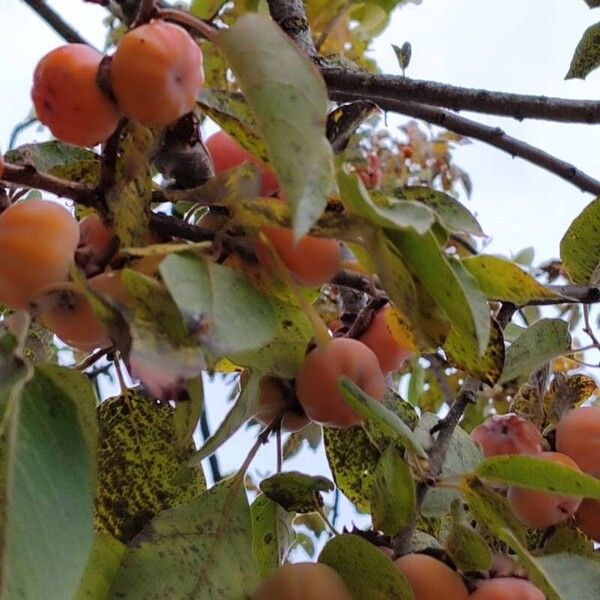 Diospyros virginiana Fruit