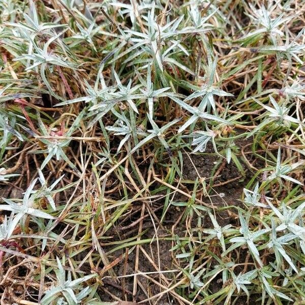 Dianthus plumarius Habit