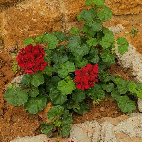 Pelargonium peltatum Flower