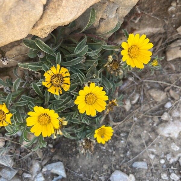 Pallenis maritima Flower