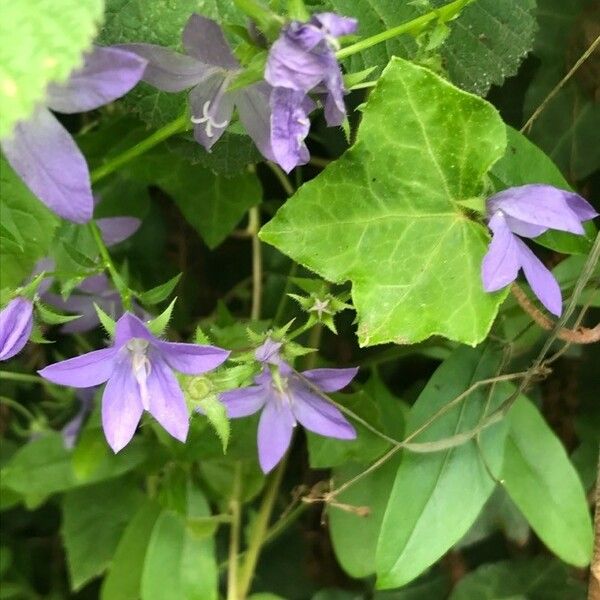 Campanula poscharskyana Flors