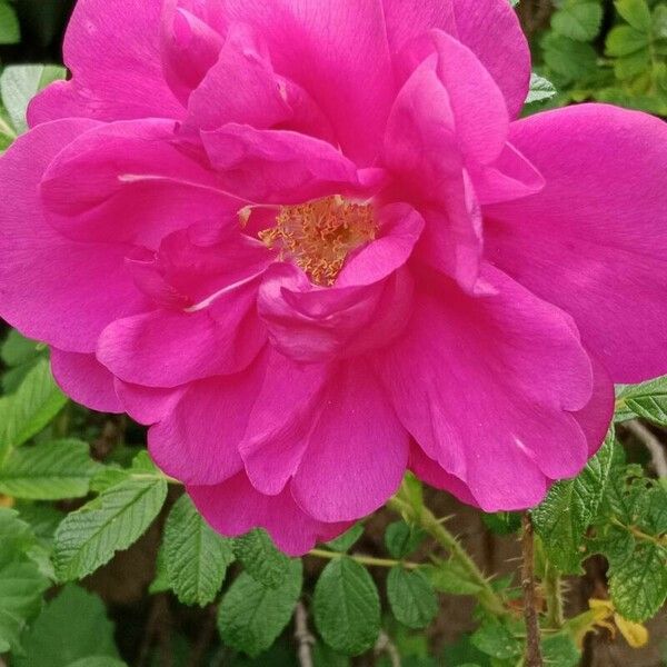 Rosa rugosa Flower