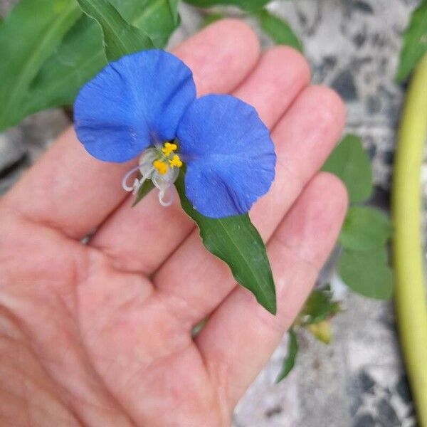 Commelina erecta Цветок